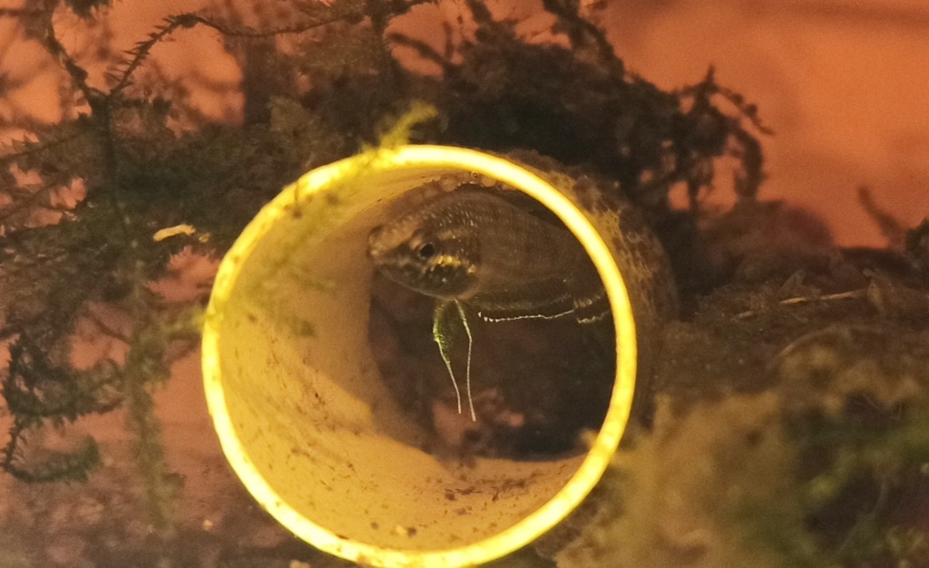 Parosphromenus - P. Gunawani maschio wild