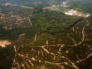 Deforestazione e impianto di palma da olio