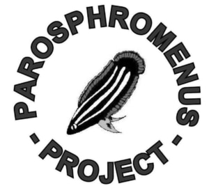 Logo Parosphromenus project