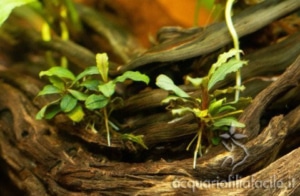 Bucephalandra "Deep Purple"