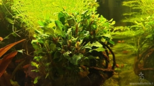 Bucephalandra "Wavy Green"