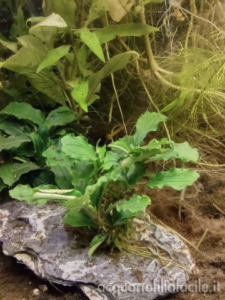 Bucephalandra "Green Velvet"