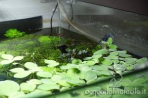 Bucephalandra "Mini Catherinae"