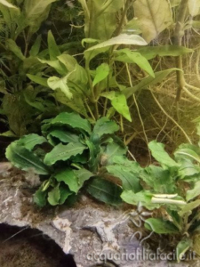 Bucephalandra "Theia Green"