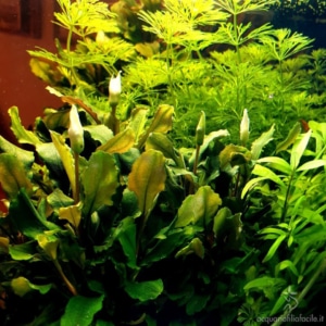 Bucephalandra "Wavy Green"