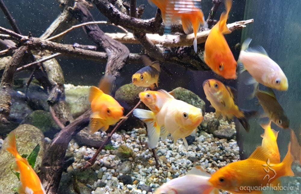 Giovani pesci rossi