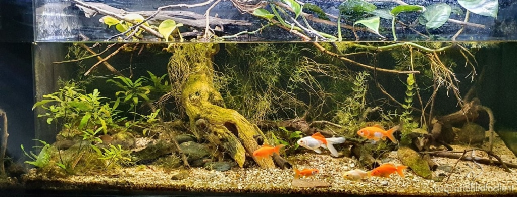 Acquario per pesci rossi allestito con piante