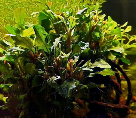 Bucephalandra, la regina del Borneo