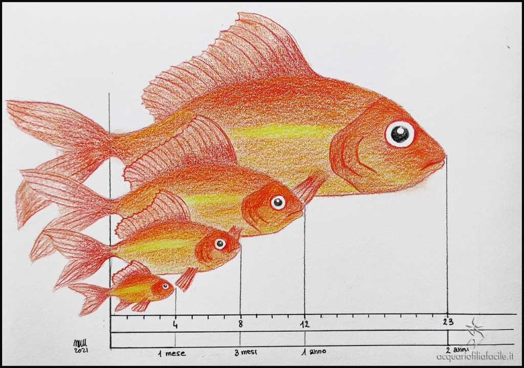 La crescita del pesce rosso o Carassius auratus