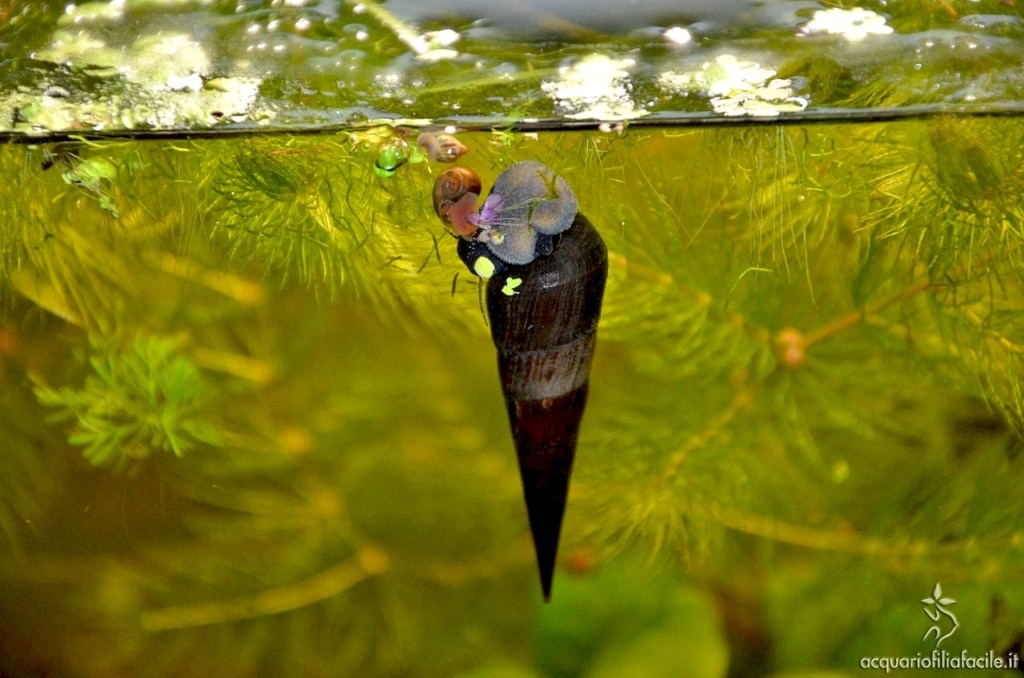 Faunus ater che mangia una piccola pianta galleggiante