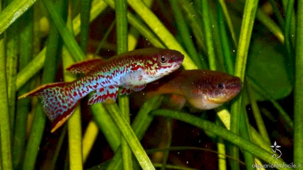 I killifish non sembrano interessati alle Faunus