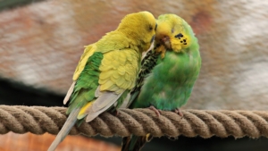 Tuteliamo i nostri animali esotici