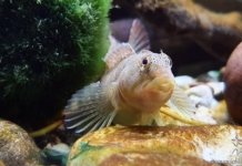 Salaria fluviatilis, o Cagnetta, un pesce nostrano per il nostro acquario
