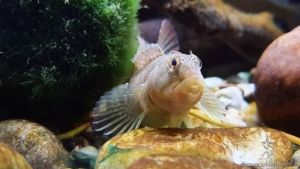 Salaria fluviatilis, o Cagnetta, un pesce nostrano per il nostro acquario