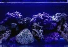 La maturazione dell’acquario marino tropicale