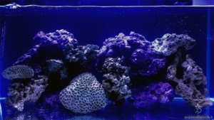 La maturazione dell’acquario marino tropicale