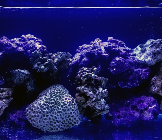 La maturazione dell’acquario marino tropicale