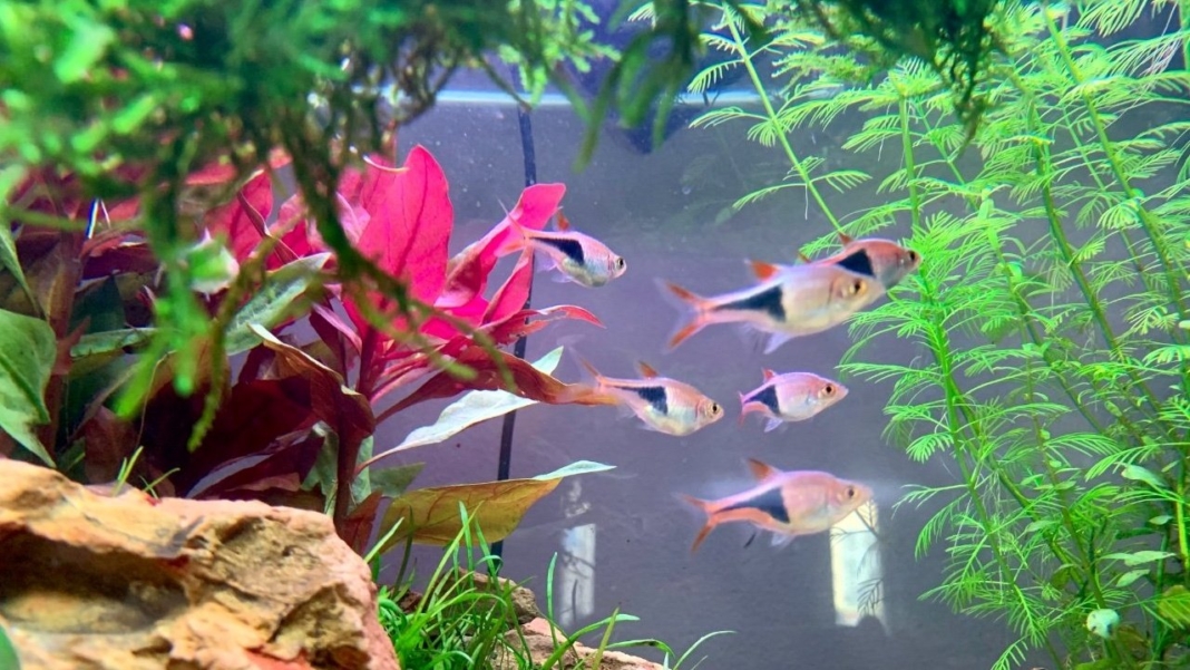 rasbora-copertina Schiusa delle uova di Rasbora