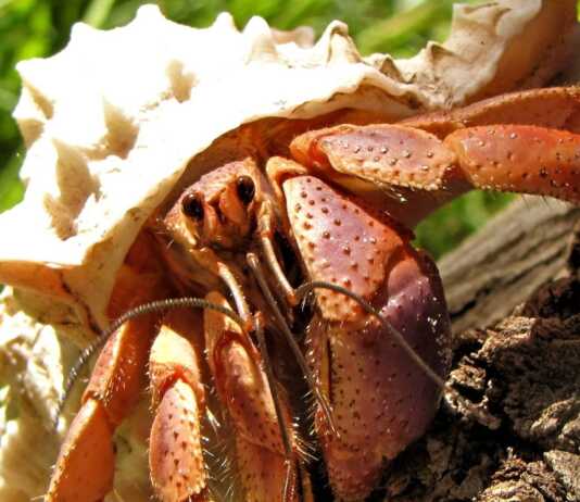 Il Coenobita, il paguro eremita terrestre