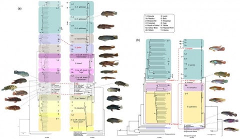 Albero filogenetico Steatocranus e Nanochromis