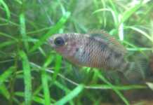 Badis Ruber