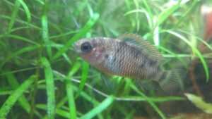 Badis Ruber