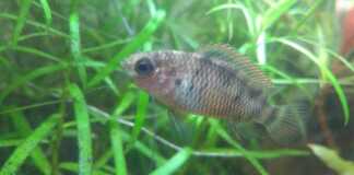 Badis Ruber