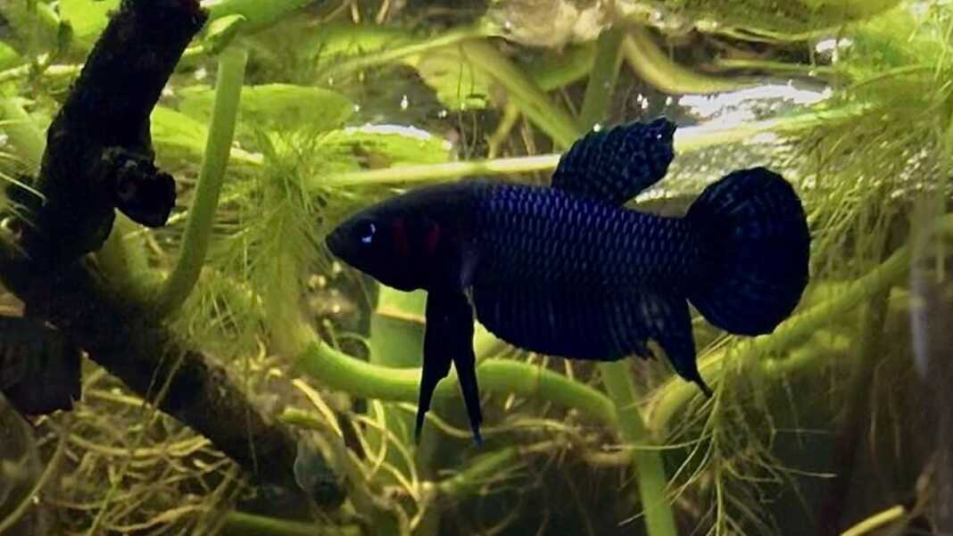 Betta palangkaraya-copertina Betta palangkaraya