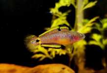 Tateurndina ocellicauda