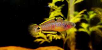 Tateurndina ocellicauda