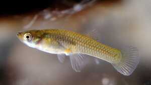 Gambusia affinis