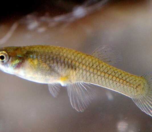 Gambusia affinis
