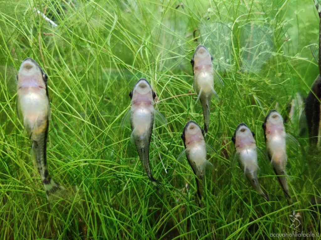 Otocinclus in gruppo