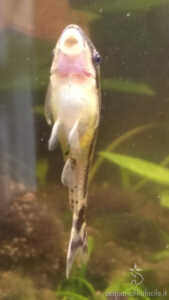 otocinclus con pancia tonda