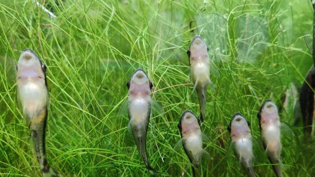 otocinclus