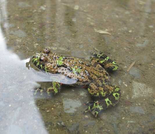 Bombina orientalis