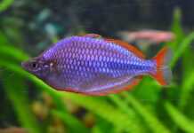Melanotaenia praecox