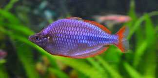 Melanotaenia praecox
