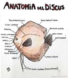 anatomia discus