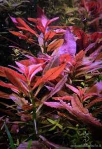 ludwigia