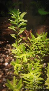 rotala