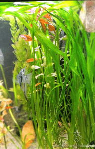 vallisneria