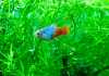 platy blu sunshine