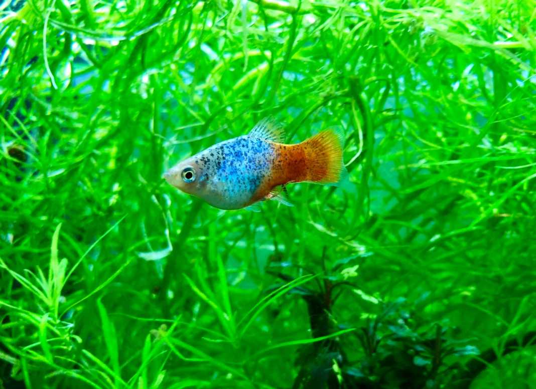 platy blu sunshine platy blu sunshine