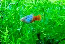 platy blu sunshine