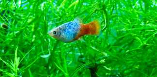 platy blu sunshine