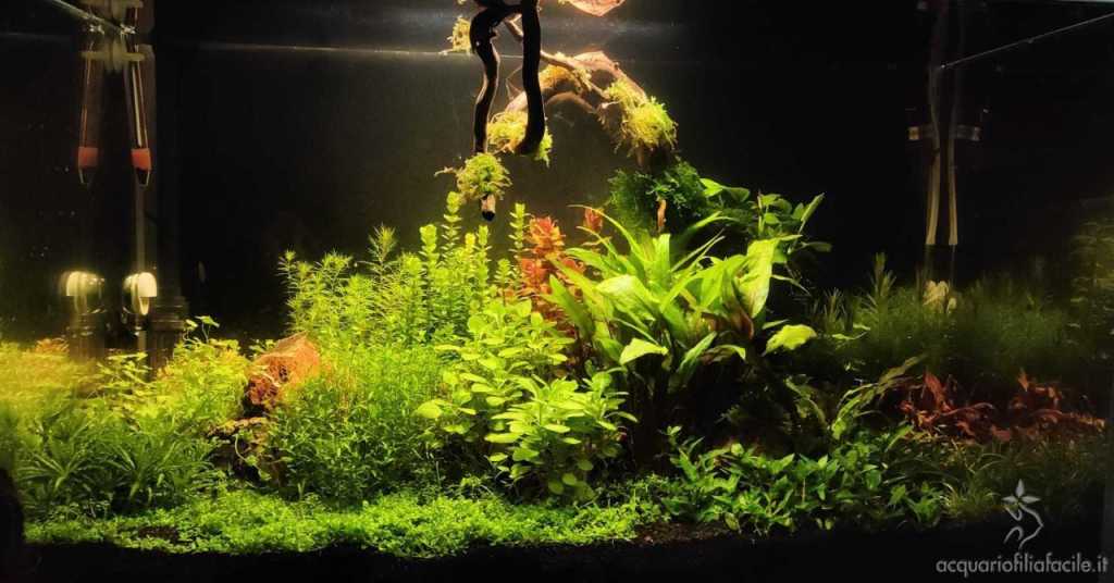 acquario sistemato