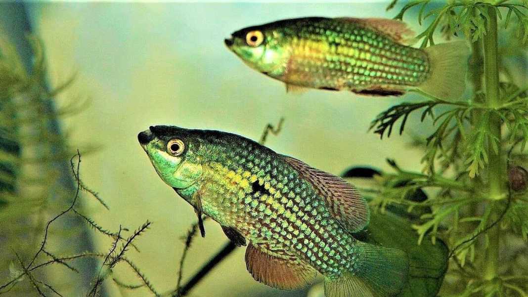 JORDANELLA FLORIDAE JORDANELLA FLORIDAE