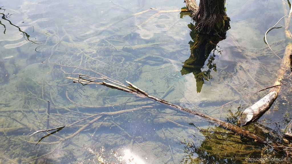 Habitat naturale del Lepomis Gibbosus o Persico Sole