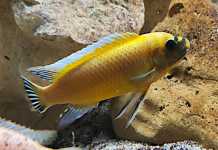 Labeotropheus